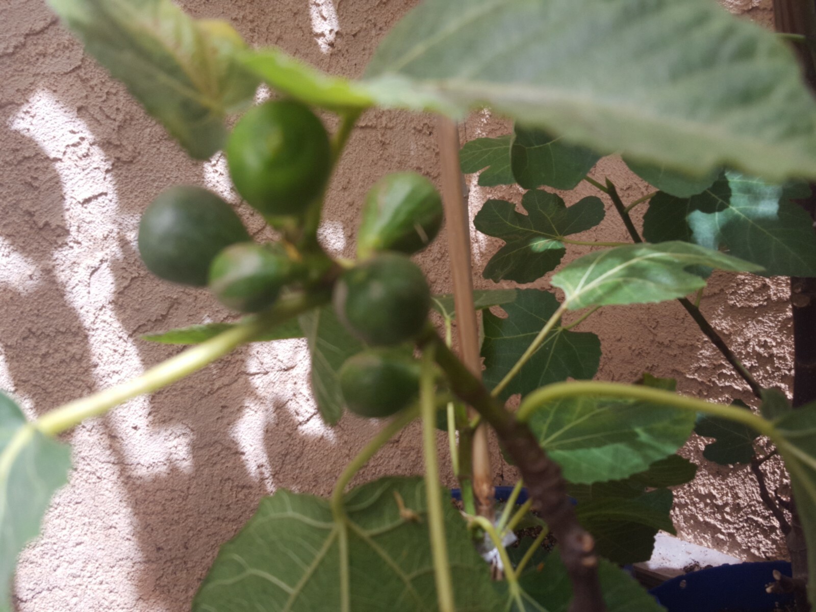 Business for Sale nursery online store