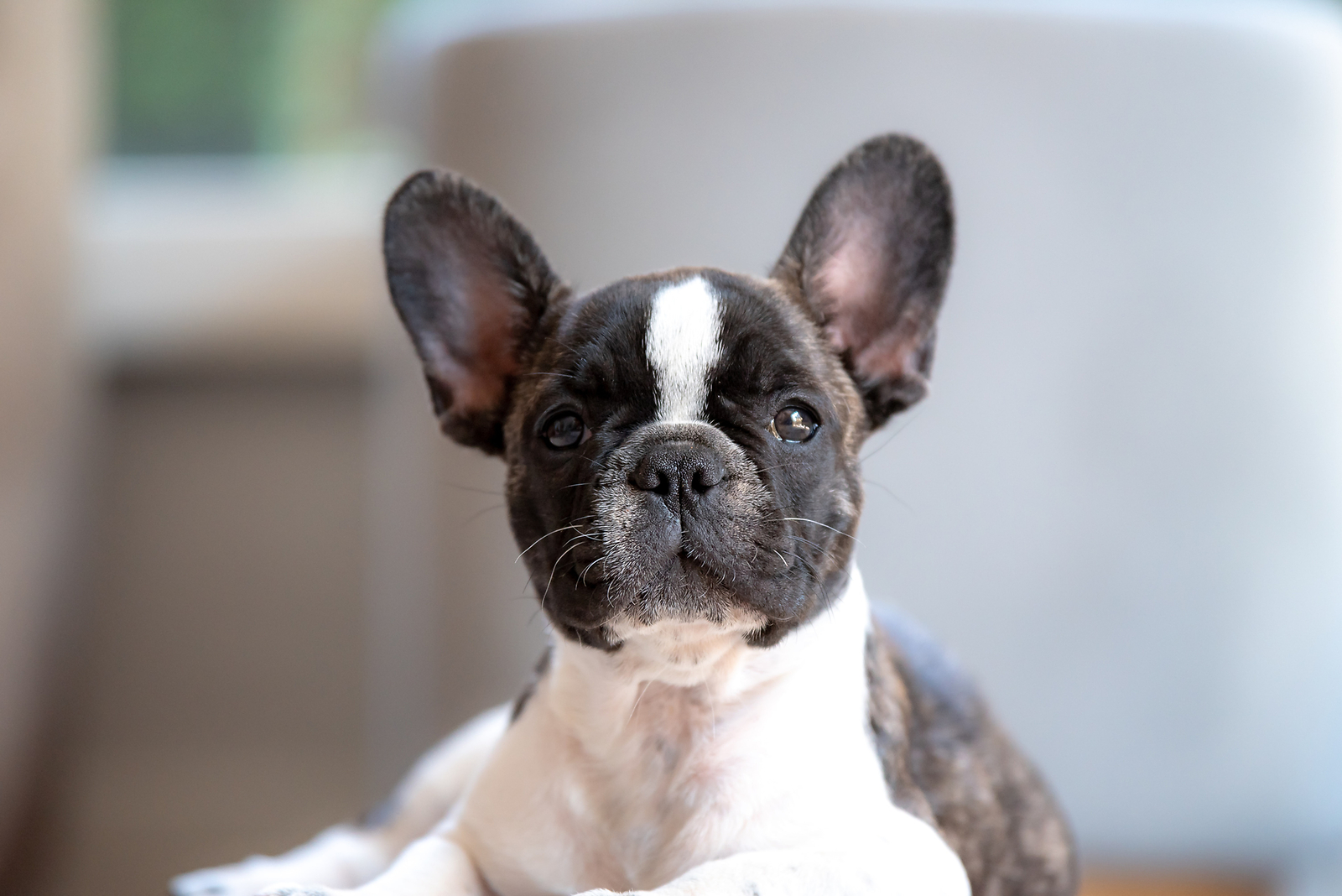 General Dog Website
