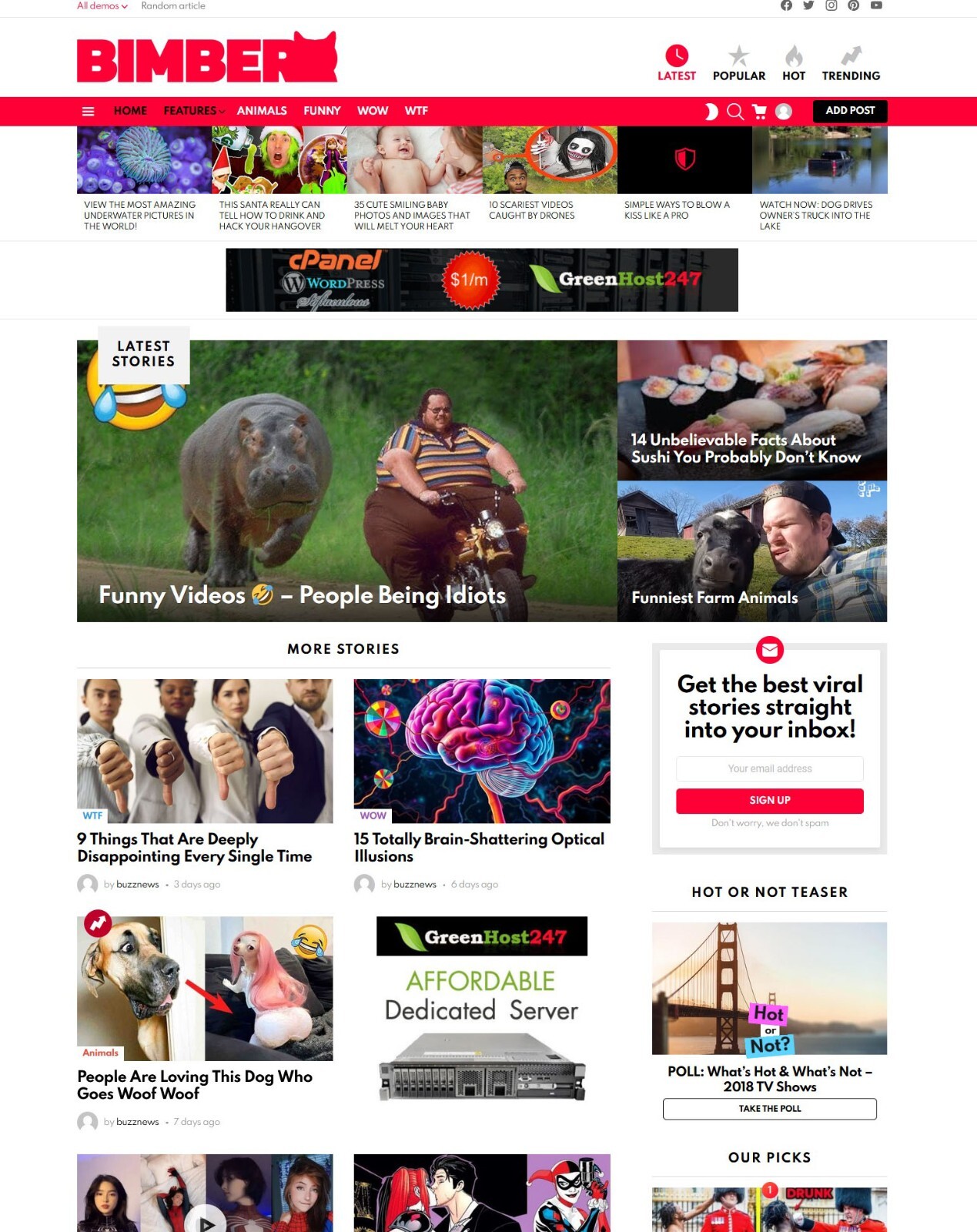 Viral Buzz News Website + Free Installation