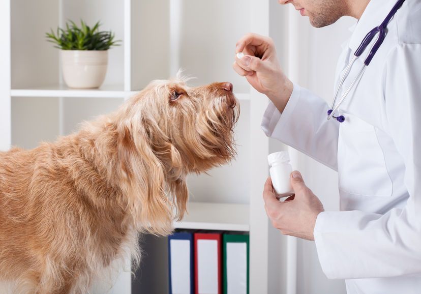 www.PetMedsOnline.com & ..net url for sale – Start your $M+ business today!