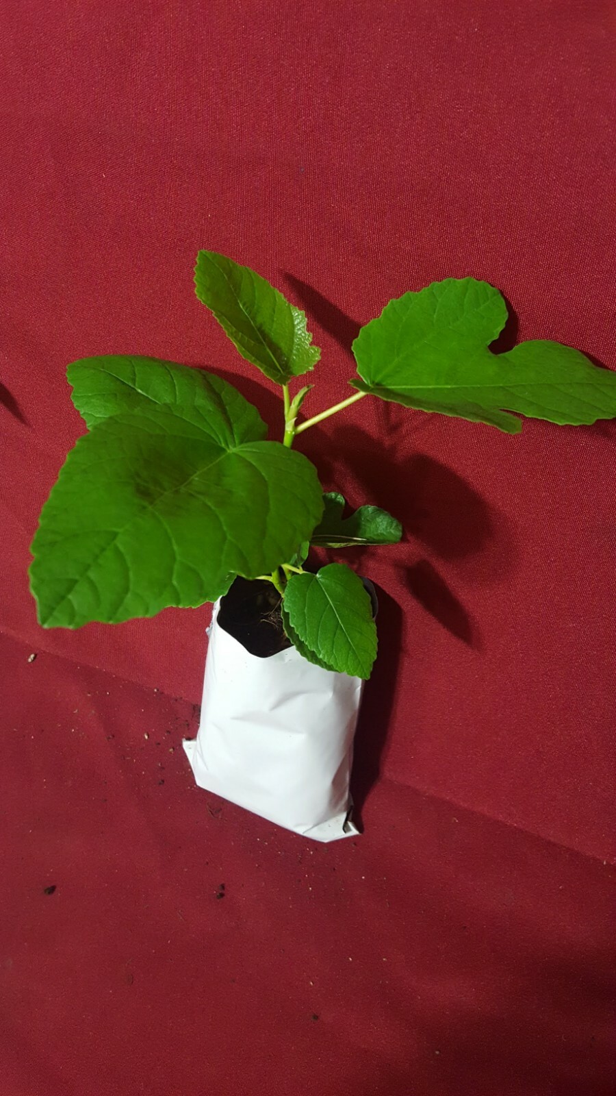 Business for Sale nursery online store