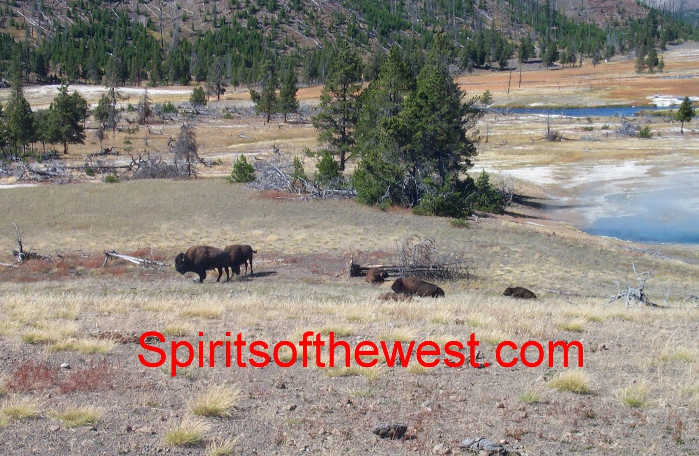 Web Site for sale – www.spiritsofthewest.com