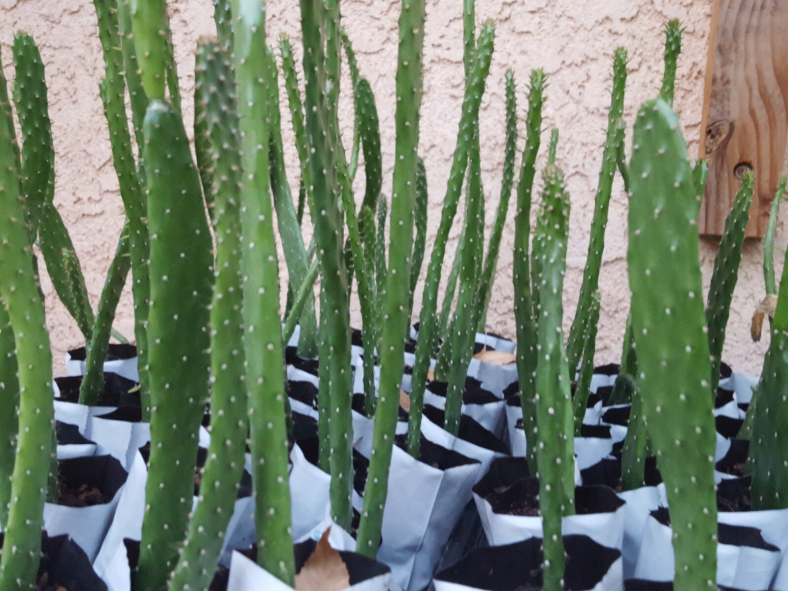 Business for Sale nursery online store