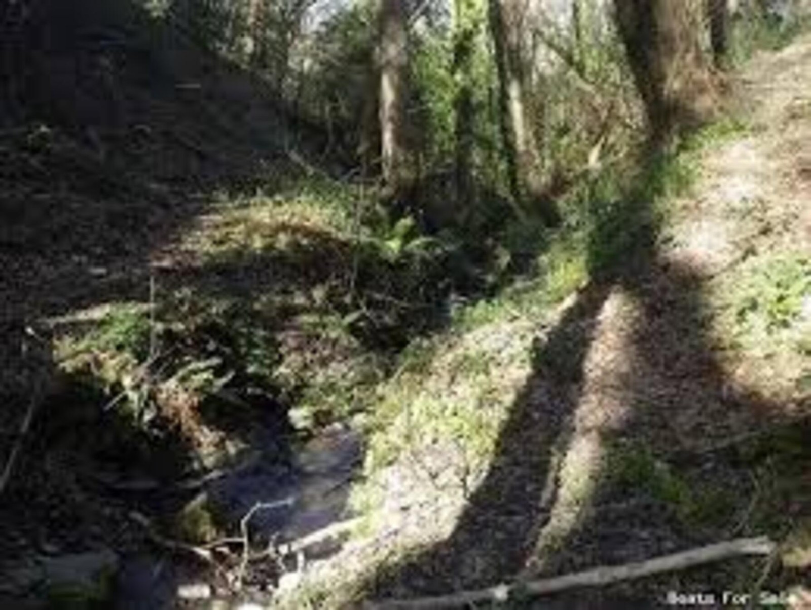 OPPORTUNITY SALE : UK Jungle Zoo Glamping Camping Pod Pitch Plot Land : FOR SALE