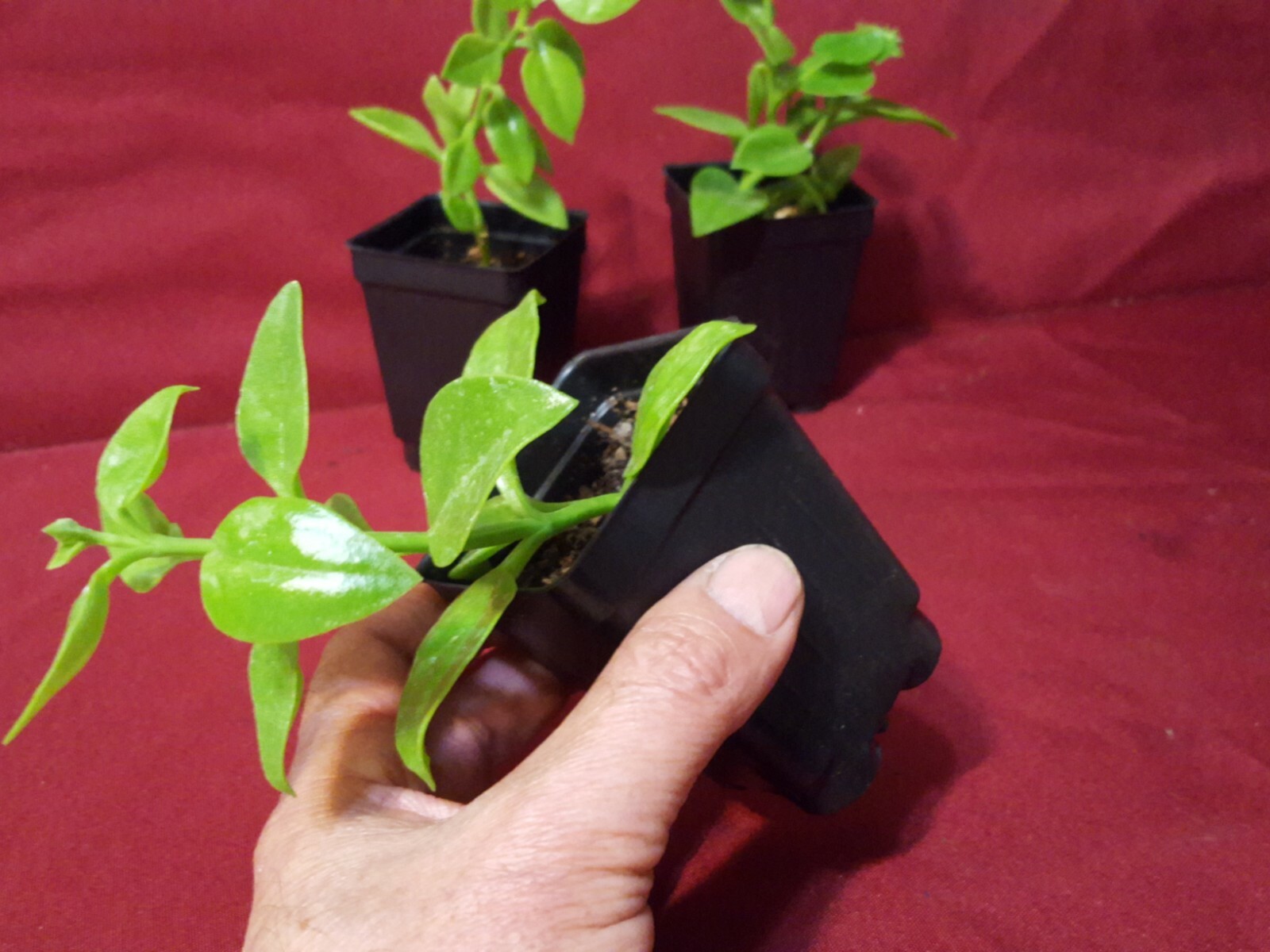 Business for Sale nursery online store