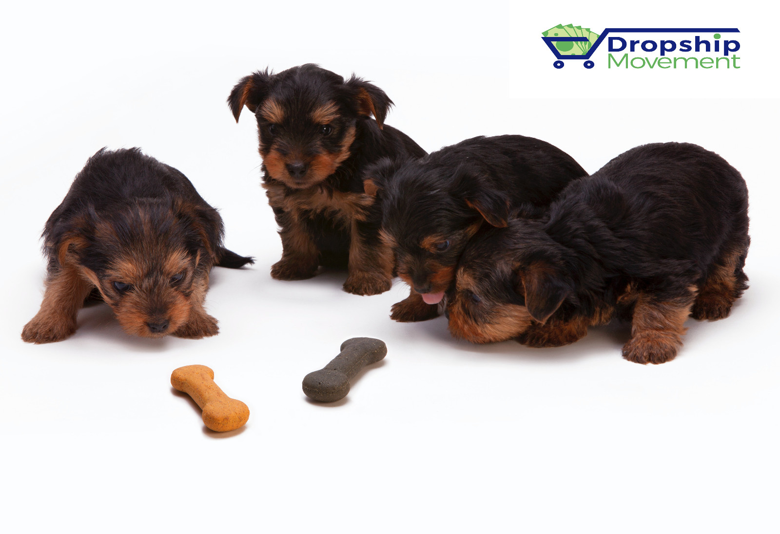 Start your own online Pet store DONE FOR YOU TURNKEY WEBSITE