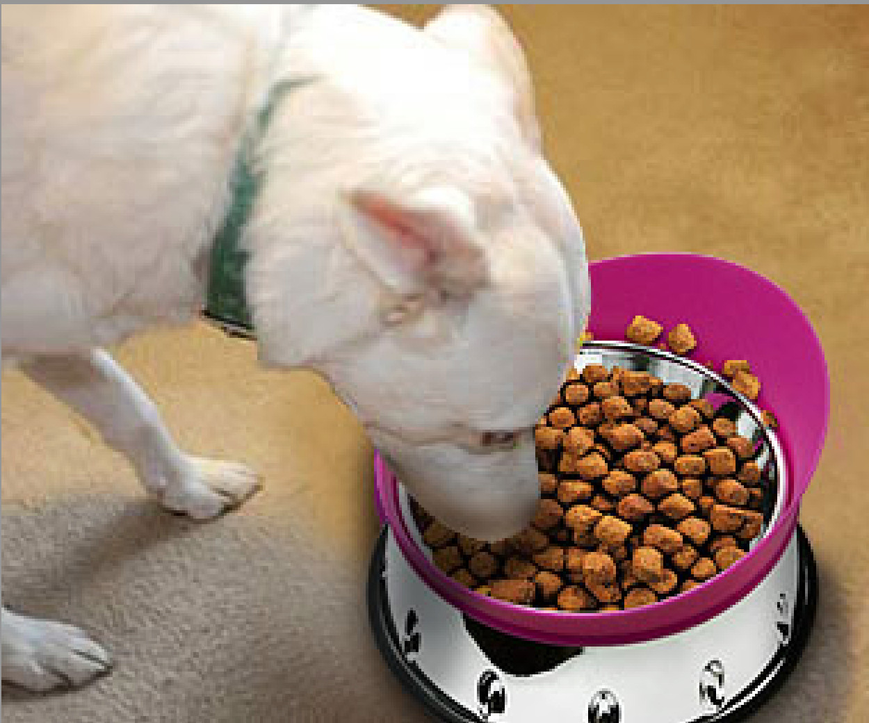 US Patent D869101 Food Guard Bowl for Pets for Sale by Owner