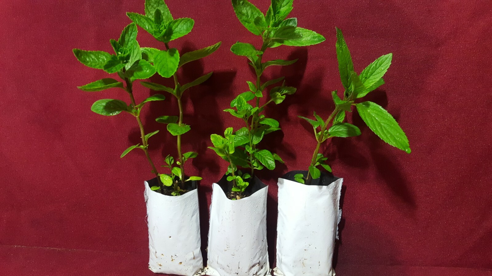 Business for Sale nursery online store