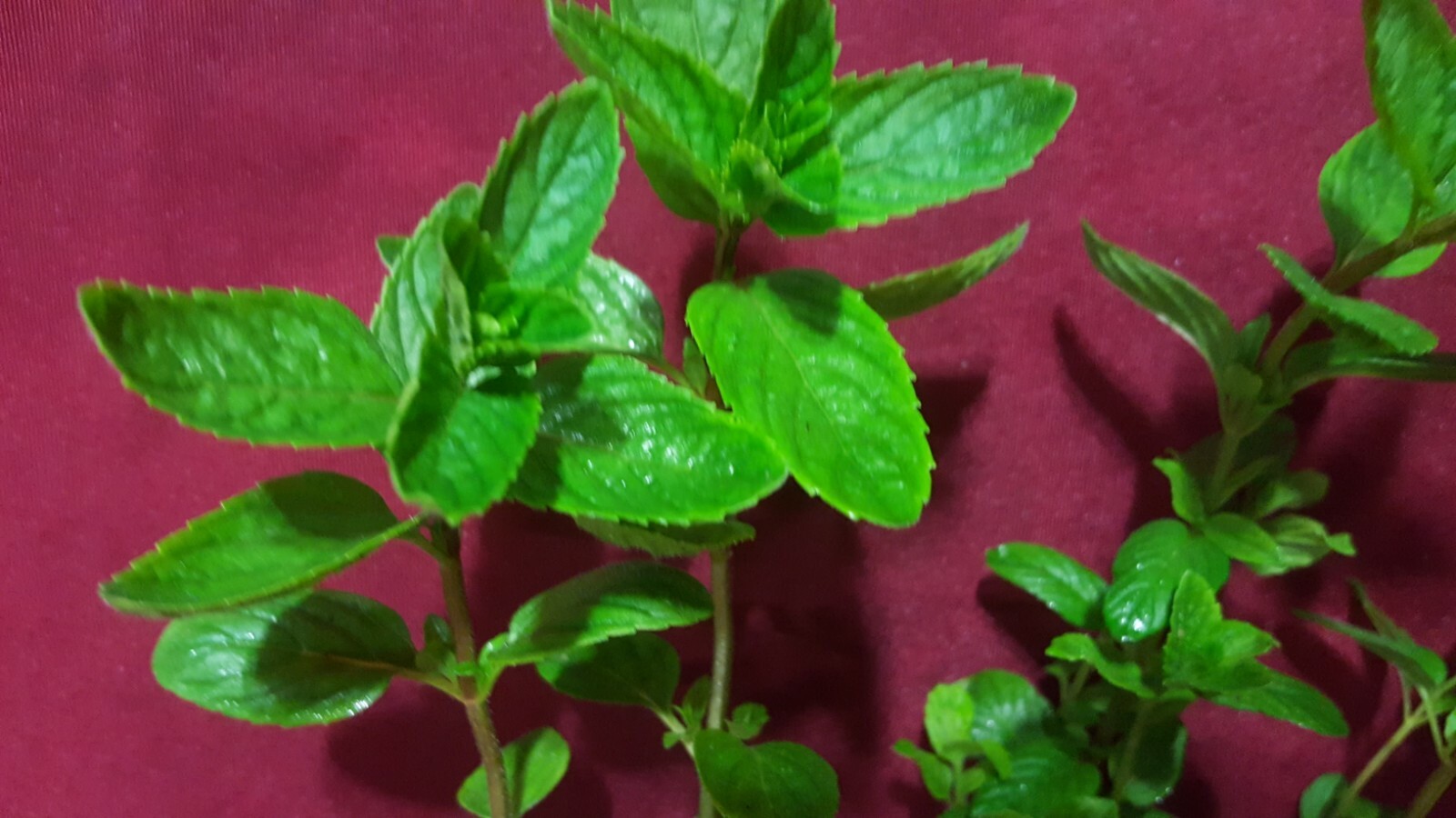 Business for Sale nursery online store